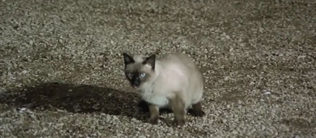 Il lungo, il corto, il gatto - The Long, the Short and the Cat - seal point Siamese cat Archibald sitting on gravel drive