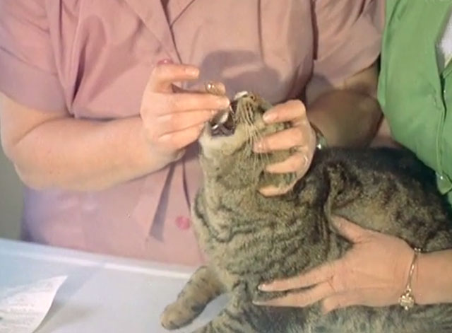 Luxury Cats' Home - large brown tabby cat being given medicine