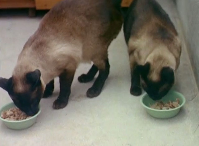 Luxury Cats' Home - two Siamese cats eating from dishes