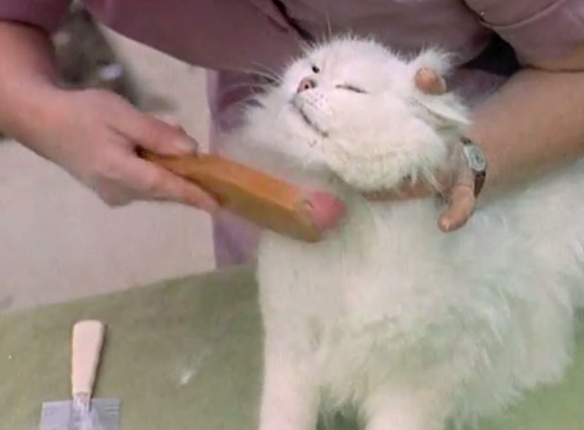 Luxury Cats' Home - longhair white Bonavia Chinchilla cat being brushed