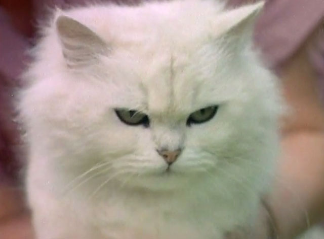 Luxury Cats' Home - longhair white Bonavia Chinchilla cat