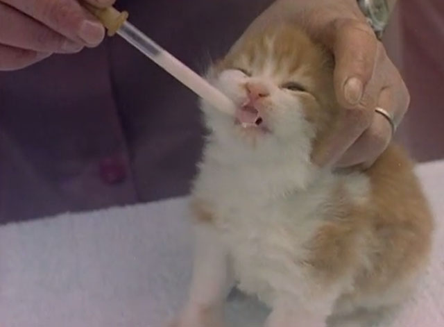 Luxury Cats' Home - orange and white tabby kitten being fed from dropper