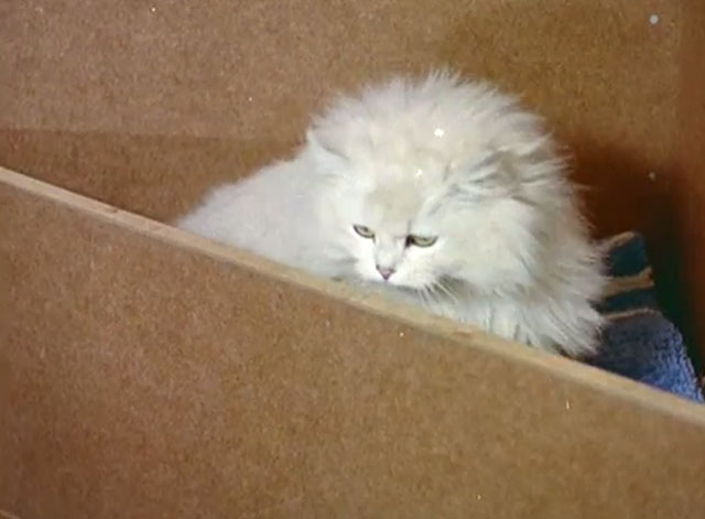 Luxury Cats' Home - longhair white Bonavia Chinchilla cat in corner box shelf