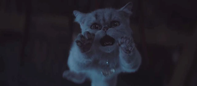 Lyle Lyle Crocodile - silver Persian longhair cat Loretta scared while jumping