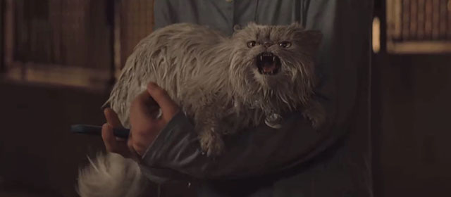Lyle Lyle Crocodile - silver Persian longhair cat Loretta wet and angry