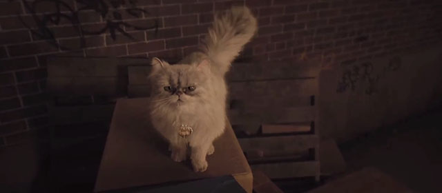 Lyle Lyle Crocodile - silver Persian longhair cat Loretta by dumpster