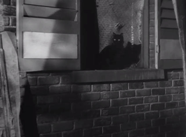 Macao - longhair black cat standing in window in alley