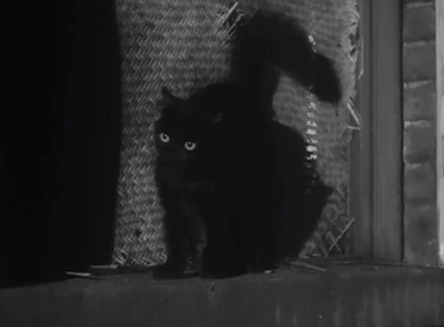 Macao - longhair black cat standing in window in alley