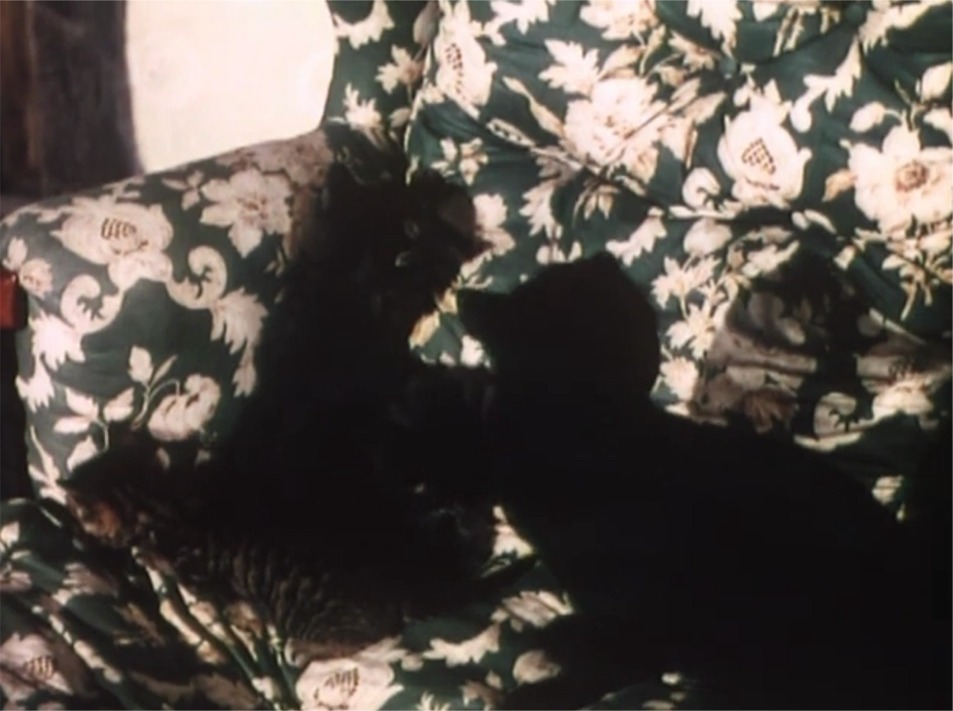 Mad About Men cat and kittens