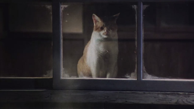 Madadayo - orange and white tabby cat Nora Alley in railway station window