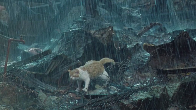 Madadayo - orange and white tabby cat Nora Alley in rubble during rainstorm