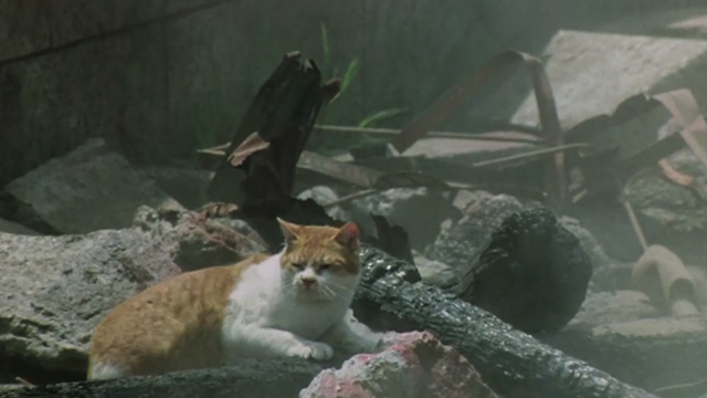 Madadayo - orange and white tabby cat Nora Alley in rubble during wind