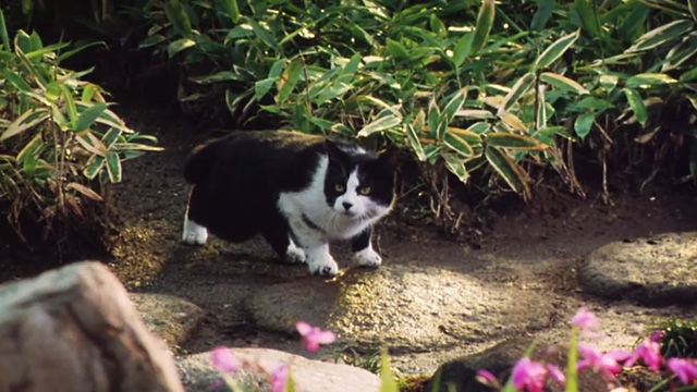 Madadayo - tuxedo cat Kurz entering garden