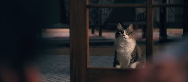 Madame Web - longhair tabby and white cat sitting on other side of glass door