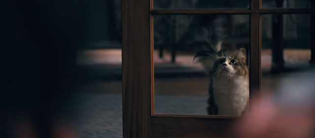 Madame Web - longhair tabby and white cat sitting on other side of glass door