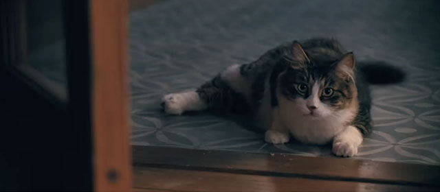 Madame Web - longhair tabby and white cat sitting on other side of glass door