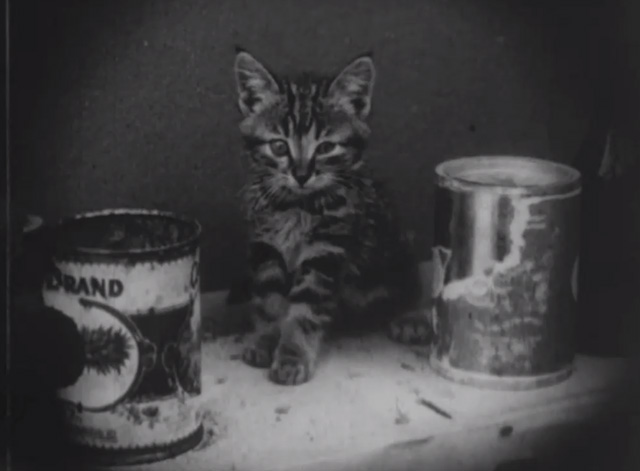 Madcap Ambrose - tabby kitten sitting on shelf