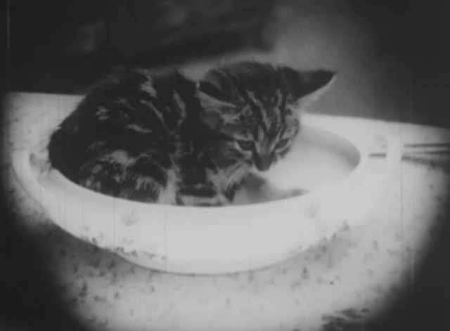 Madcap Ambrose - tiny tabby kitten sitting in dish