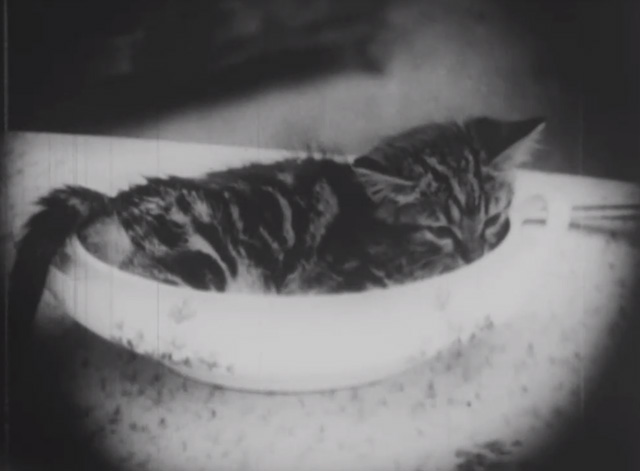 Madcap Ambrose - tiny tabby kitten lying in dish