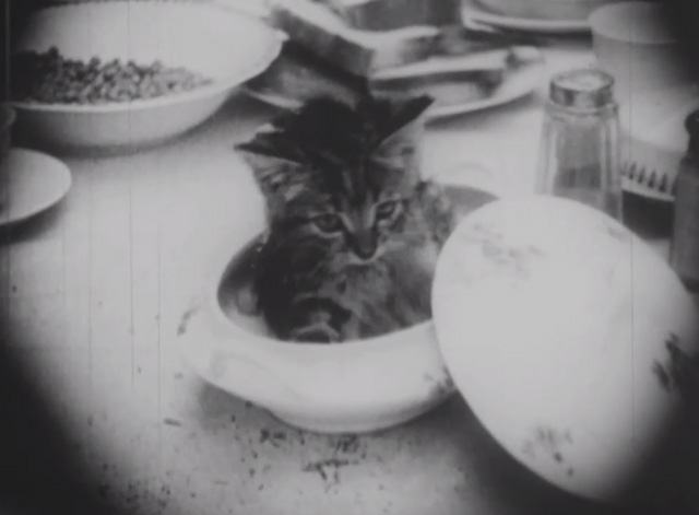 Madcap Ambrose - tiny tabby kitten sitting up in dish