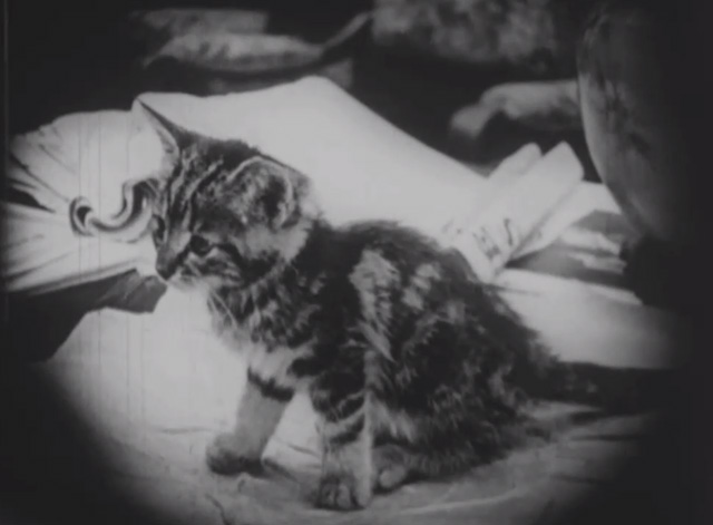 Madcap Ambrose - tiny tabby kitten sitting on table