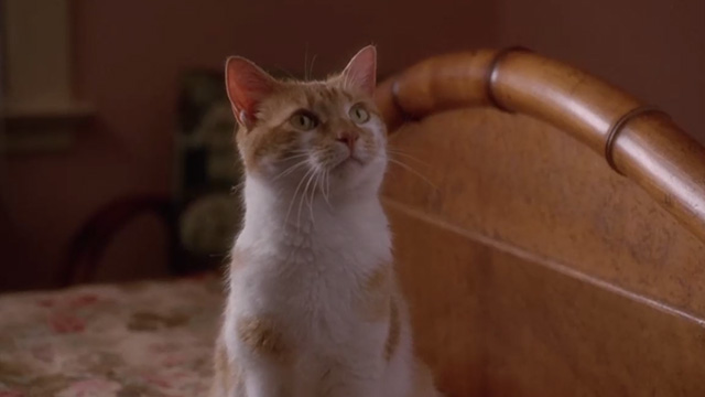 Made in America - close up of orange and white cat sitting on bed