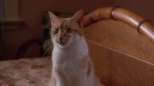Made in America - close up of orange and white cat sitting on bed