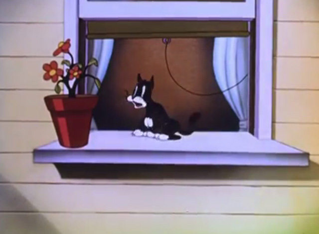 The Mad Hatter - cartoon black cat on windowsill looking shocked