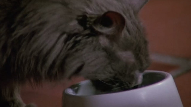 Madhouse - close up of long-haired gray cat Scruffy eating from bowl