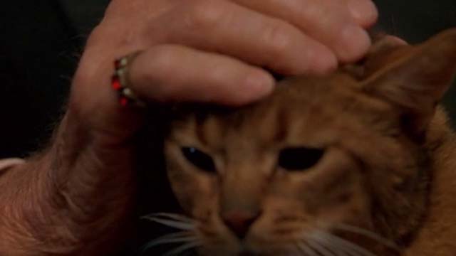 Mafia - close up of cat being petted blurry