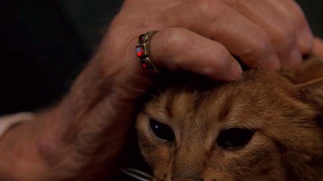 Mafia - close up of cat being petted