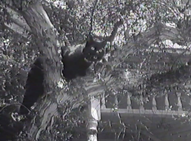 Magic Christmas Tree - black cat Lucifer in tree