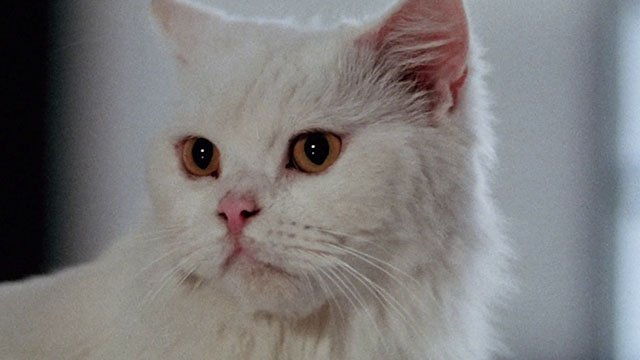 Magic Cop - Qu mo jing cha - longhair white cat