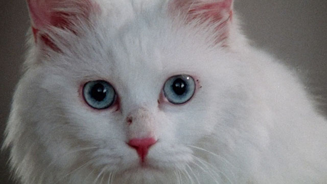 Magic Cop - Qu mo jing cha - longhair white cat close up