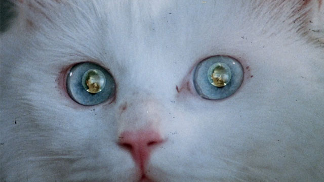 Magic Cop - Qu mo jing cha - longhair white cat with spirit of Eddie Frankie Chi-Leung Chan in eyes