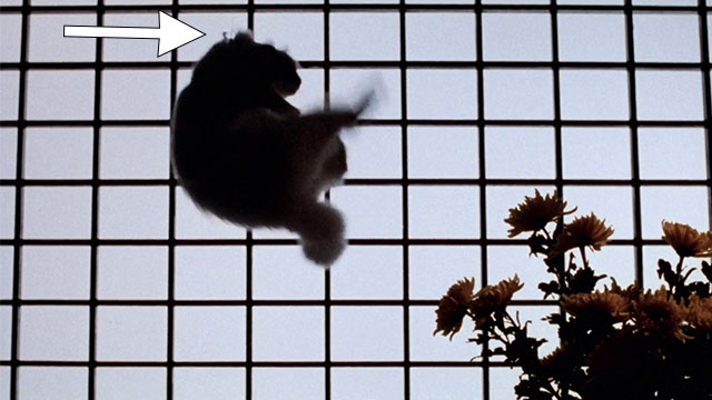 Magic Cop - Qu mo jing cha - longhair white cat hanging in front of shoji door in harness