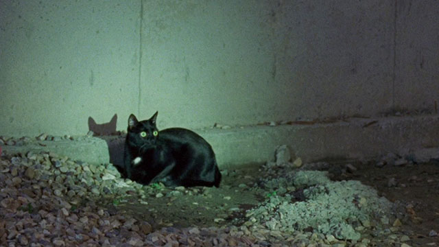 The Maiden - black cat sitting by wall