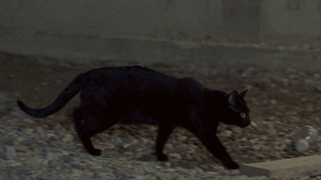 The Maiden - black cat crossing construction site