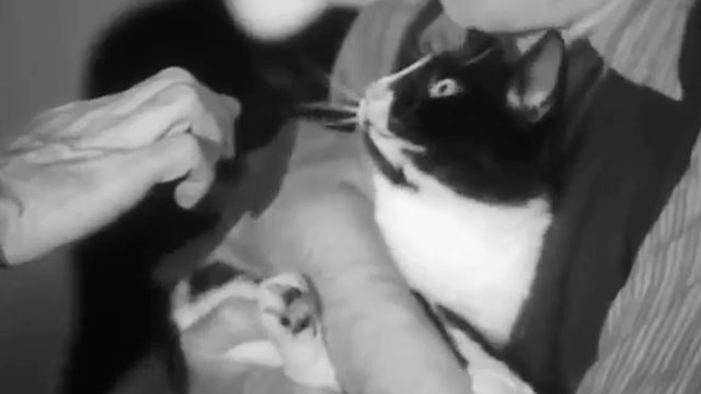 Les Mains d'Orlac - Orlac's hand reaching out toward tuxedo cat Michou