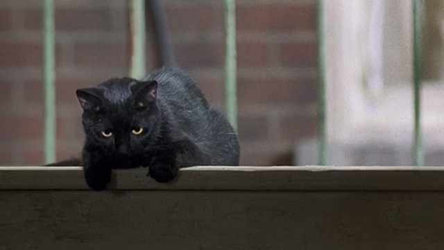 Major Payne - black cat in window
