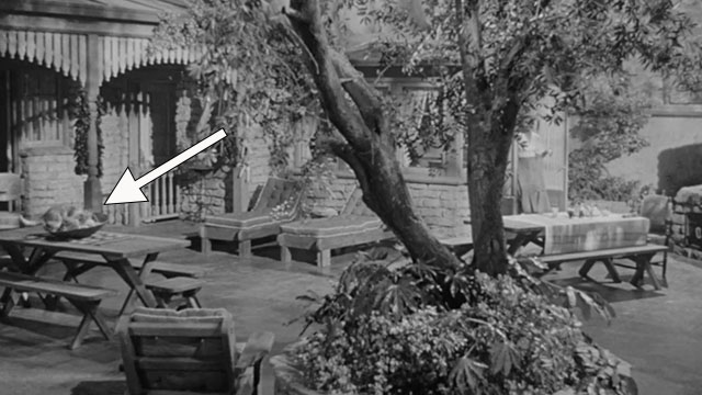 Make Haste to Live - bicolor cat on outside table