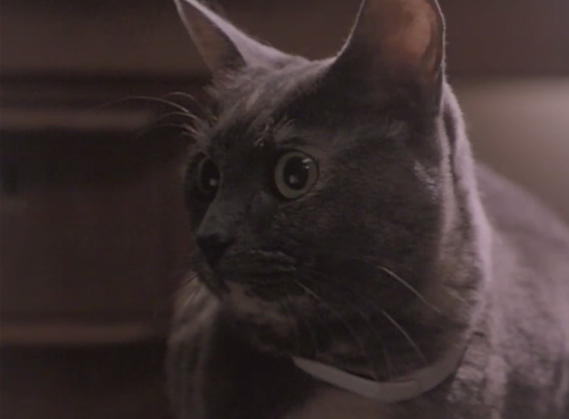 Malicious - close up of gray cat