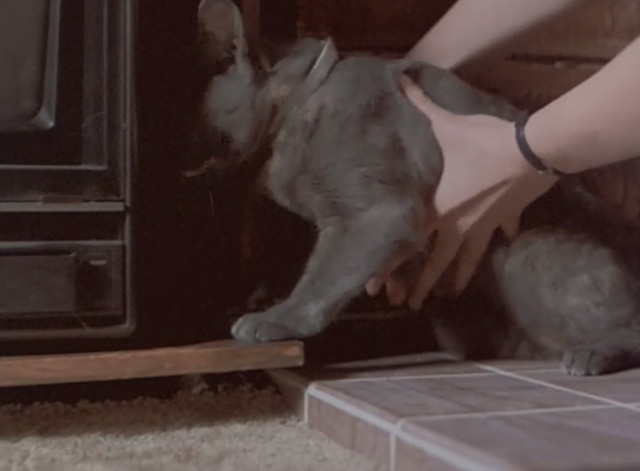 Malicious - gray cat being lifted from fireplace bricks