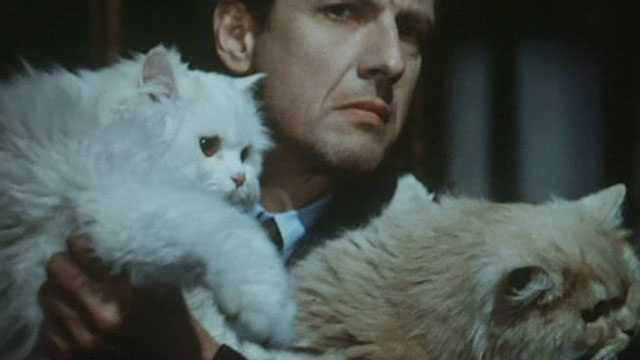 Malina - Mathieu Carrière carrying white and cream colored longhair cats