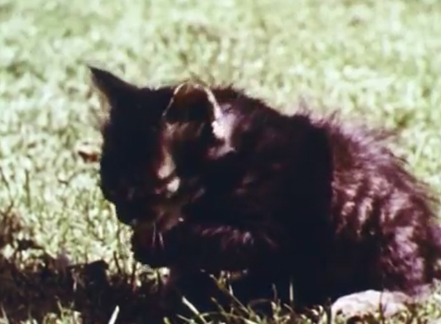 Mammals Are Interesting - tabby kitten cleaning itself