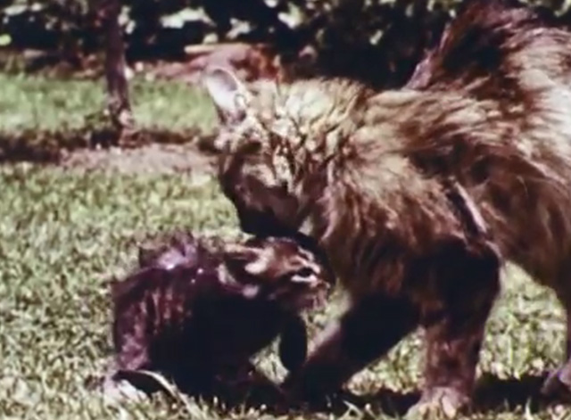 Mammals Are Interesting - mama tabby cat cleaning kitten