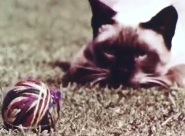 Mammals Are Interesting - Siamese cat looking at ball of string