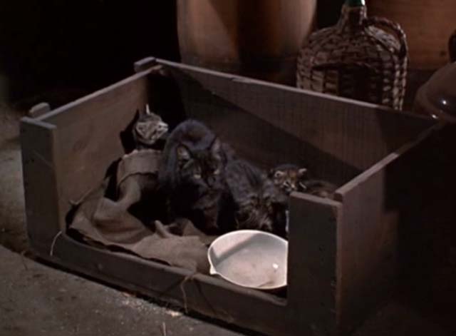 A Man Alone - mama cat and tabby kittens in box