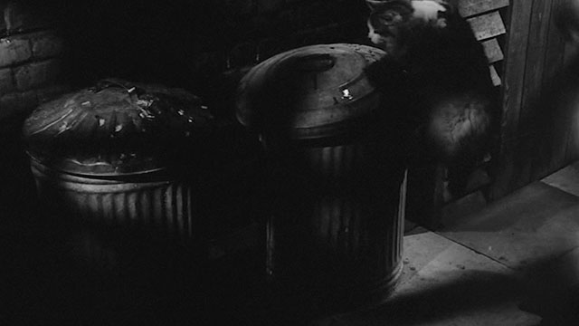 The Man in the Back Seat - longhair bicolor cat on trash can