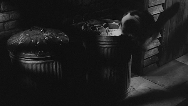 The Man in the Back Seat - longhair bicolor cat on trash can
